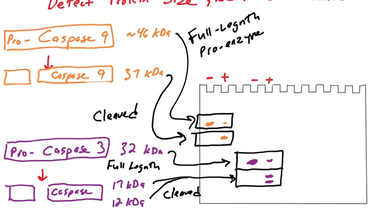 Apoptosis assays: western blots