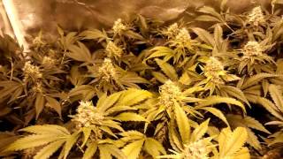 Nordés (Absolute Cannabis Seeds) con 45 días de floración