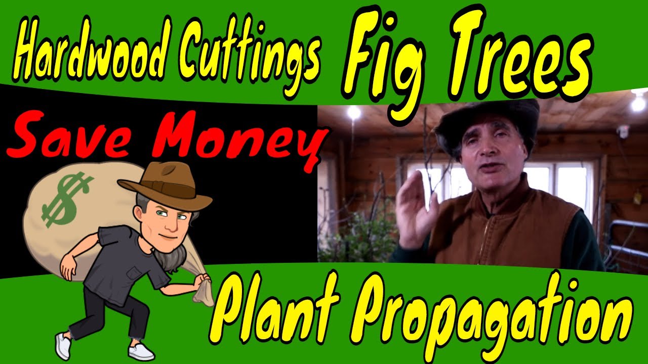 Pruning Fig Trees for Hard wood Cuttings - YouTube