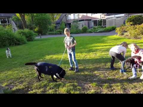 Pups uitlaten op
