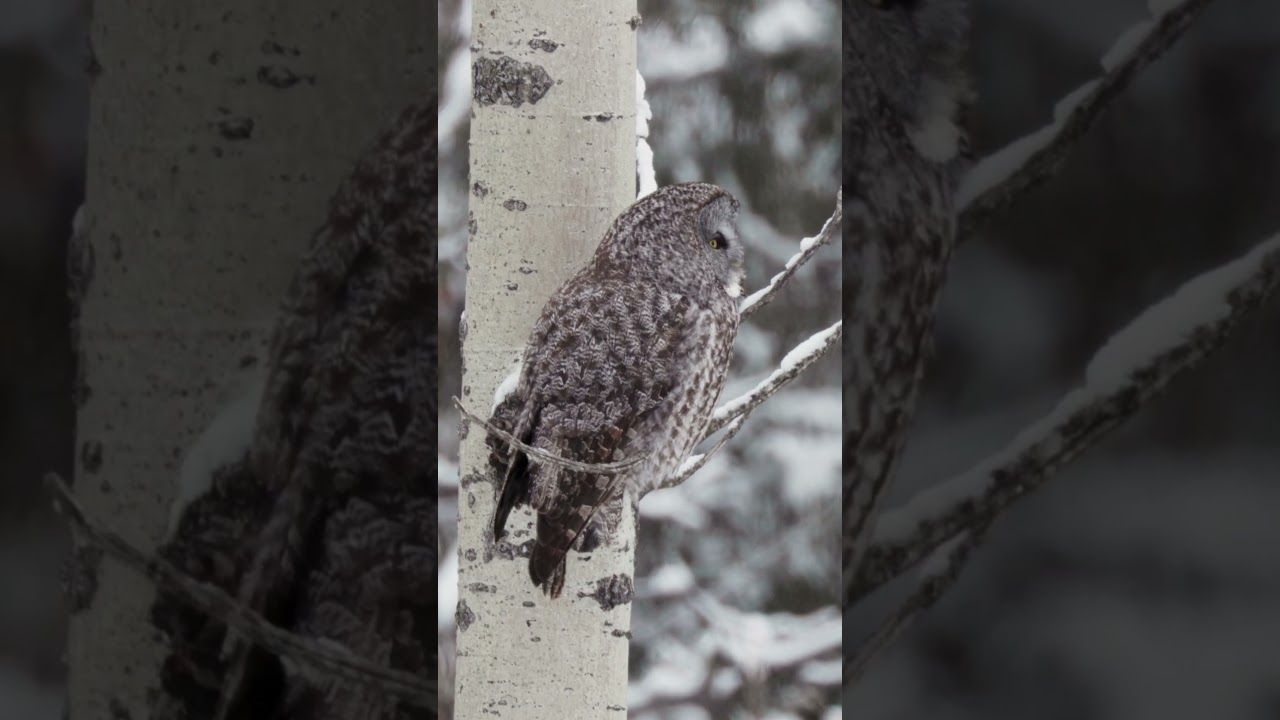 The piercing yellow eyes of a great grey owl is a truly magnificent sight to behold 