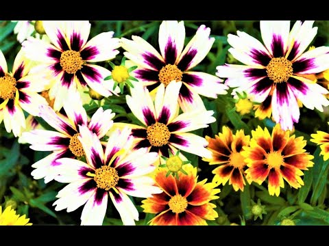 Video: Klimhortensia blom nie: kry klimhortensia om te blom
