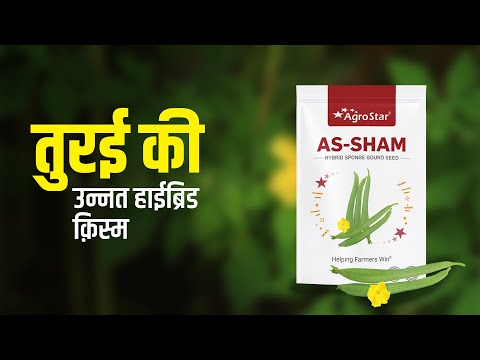अधिक उपज देने वाली तुरई की उन्नत किस्म AgroStar AS-SHAM Sponge  gourd  - अधिक उपज देने वाली तुरई की उन्नत किस्म AgroStar AS-SHAM Sponge  gourd 