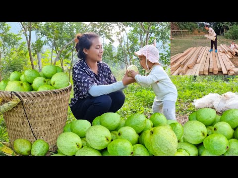 Harvesting guava fruit to sell. trying to earn money to build a new cabin