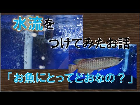 アロワナのいる水槽に水流をつけてみた Youtube