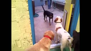 Wagtime Too 360 11513
