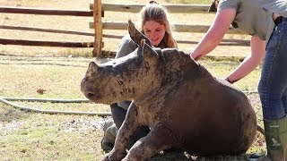 Baby rhino Zac gets his first mud bath!