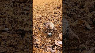 അമമയ കഞഞ &Smol Hen