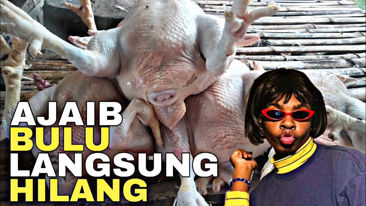 Chicken feather pleaching machine