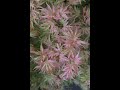 Acer palmatum 'Squitty' Squitty Japanese Maple