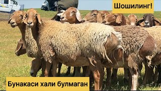 955860040☎️ 883100698☎️ 970422001☎️ Хиссори великан эгизчи куйлар 