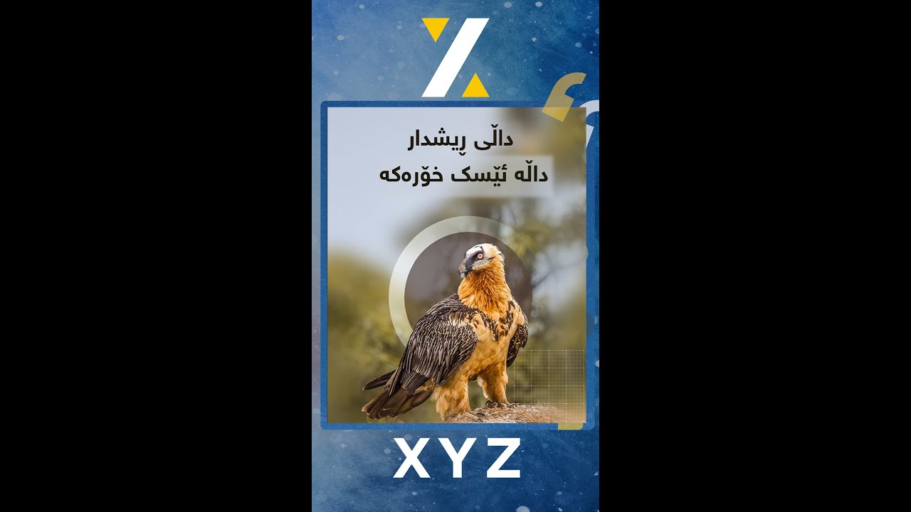 داڵی ڕیشدار داڵە ئێسک خۆرەکە