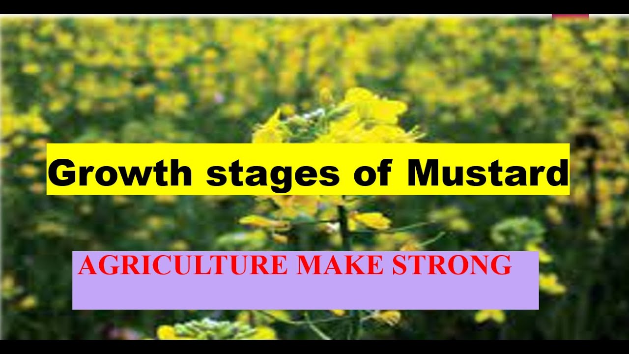 Growth stages of Mustard germination to the harvest of mustard
