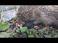 夕散歩で夏バテのハリネズミを見つける柴犬