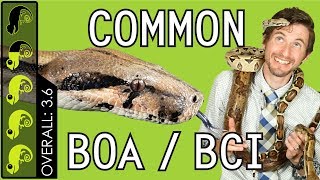 Common Boa (BCI), The Best Pet Snake?