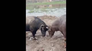 bull fight