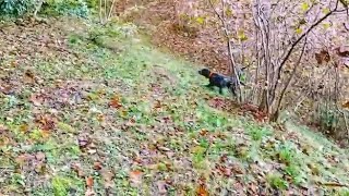 2 Video. 2 Ferma. 1 Kuş. Yeni Sezon. Çulluk Avları. Armando Ve Annesi Ki̇ra. Caccia Alla Beccaccia.