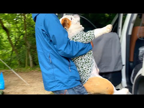 テントに居座る犬を強制連行しました　ブルドッグとキャンプ旅〜島根県キャンプ編〜