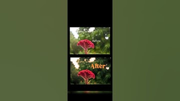 Editing in Lightroom🌷|Mobile editing| Cinematic Photography 📷✨@Lightroom #youtube#edit#mobile