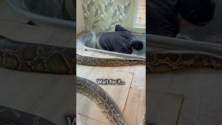 I Fell In The Python Pool 😱#shorts #snake