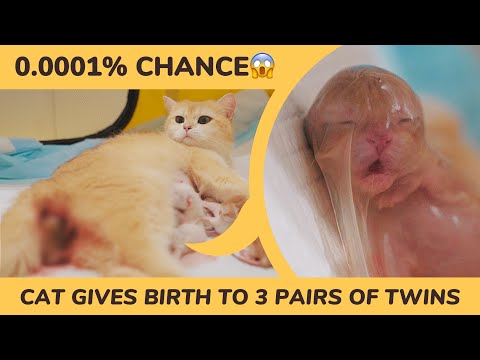 0.0001% Chance, Cat Gives Birth to 3 Sets of Kitten Twins, From a Foster Kitten to a Cat Mom.