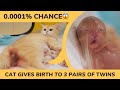 00001 chance cat gives birth to 3 sets of kitten twins from a foster kitten to a cat mom