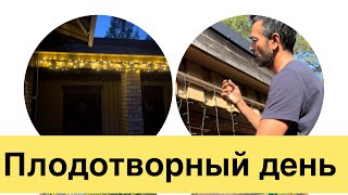 Плодотворный день. Нашли брусничник, повесили огоньки #жизньвфинляндии#лес#дом