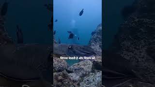 This Sea Creature Can Change Color Instantly 😱 #facts #cuttlefish