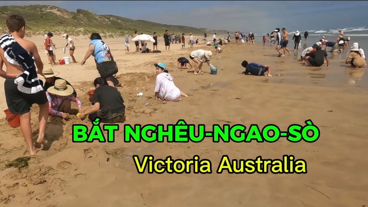 [#418] Cuộc sống Việt Úc🇦🇺/ BẮT NGHÊU-NGAO-SÒ Ở VICTORIA AUSTRALIA (Úc)