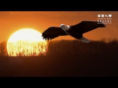 成吉思汗 錯殺愛鷹的感人故事！ 一刻的憤怒，造成永遠的遺憾！