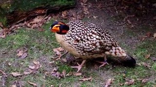 Cabot's tragopan