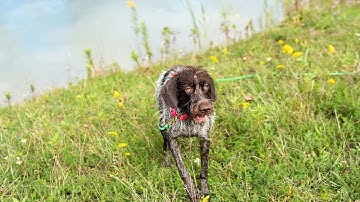 Wirehaired Pointing Griffon vs Border Terrier: Which Terrier is Right for You?