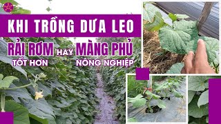 Rãi Rơm Hay Màng Phủ Nông Nghiệp Tốt Hơn? | Kỹ Thuật FINO Nông Nghiệp #visinhfino