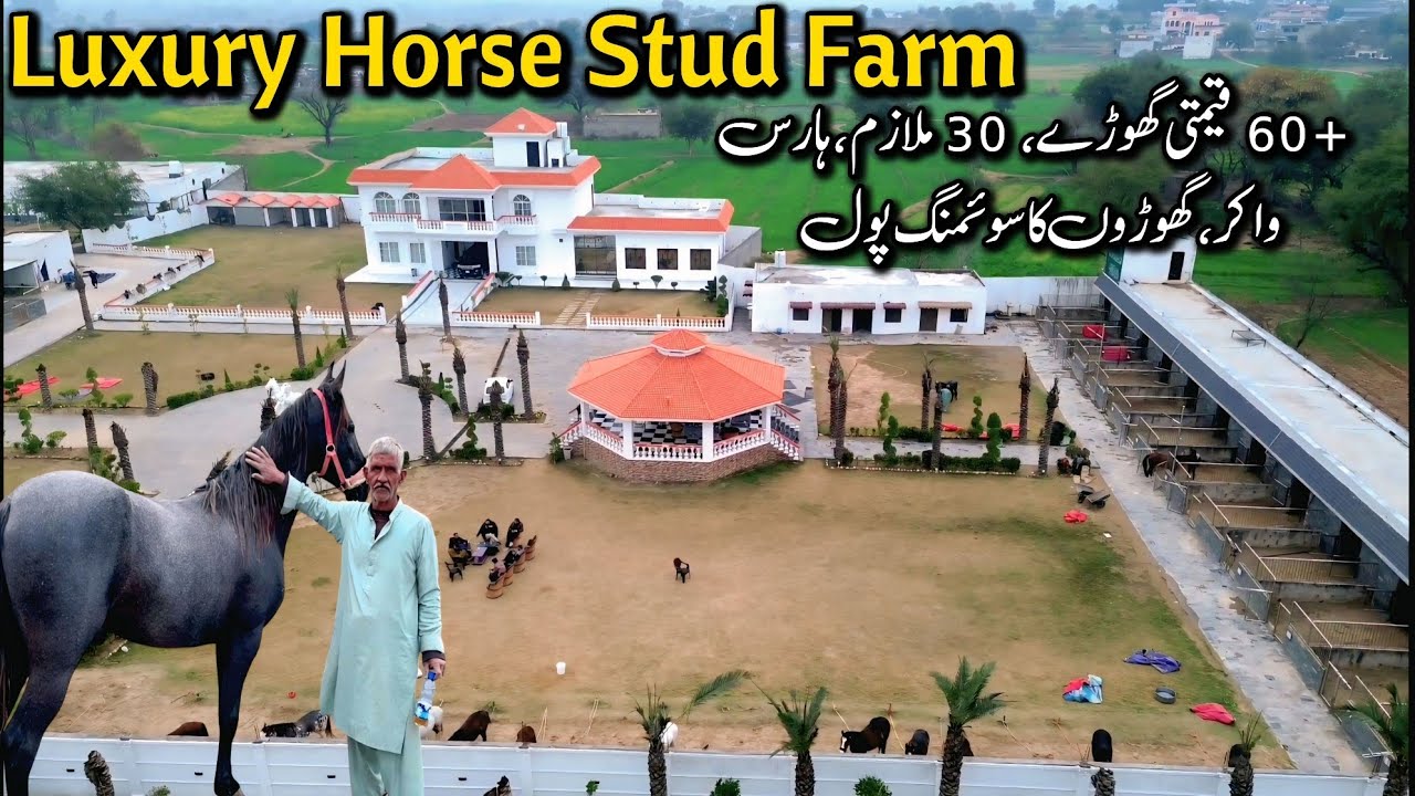Luxury Horse stud farm in Pakistan | Al hafeez farmhouse 