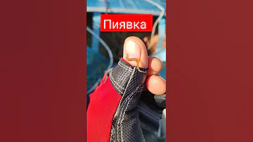 пиявки на рыбе #рыбалка #shorts