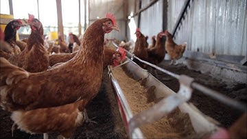 Livestock Farmer Field School teaches good practices to reduce antimicrobial resistance