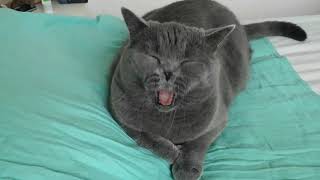 British short hair cat on a bed sleeps like a man by Gorazd Zrimsek 12,573 views 3 years ago 2 minutes, 3 seconds