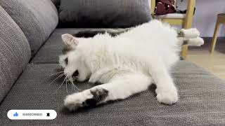 Adorable Cat Playing with a Spike