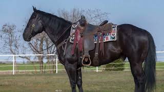 GROVER GEORGE 2013 Gelding    JM Select Horses