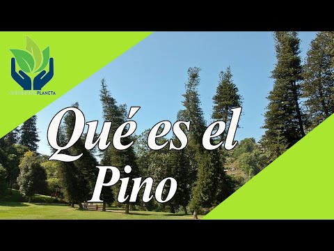 Video: Datos sobre el pino de hoja larga: ¿Qué aspecto tiene un pino de hoja larga?