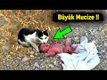 Ormanda Yalnız Bir Bebek Bulan Kedi, Kendisinden Hiç Beklenmeyecek Bir Şey Yaptı!!