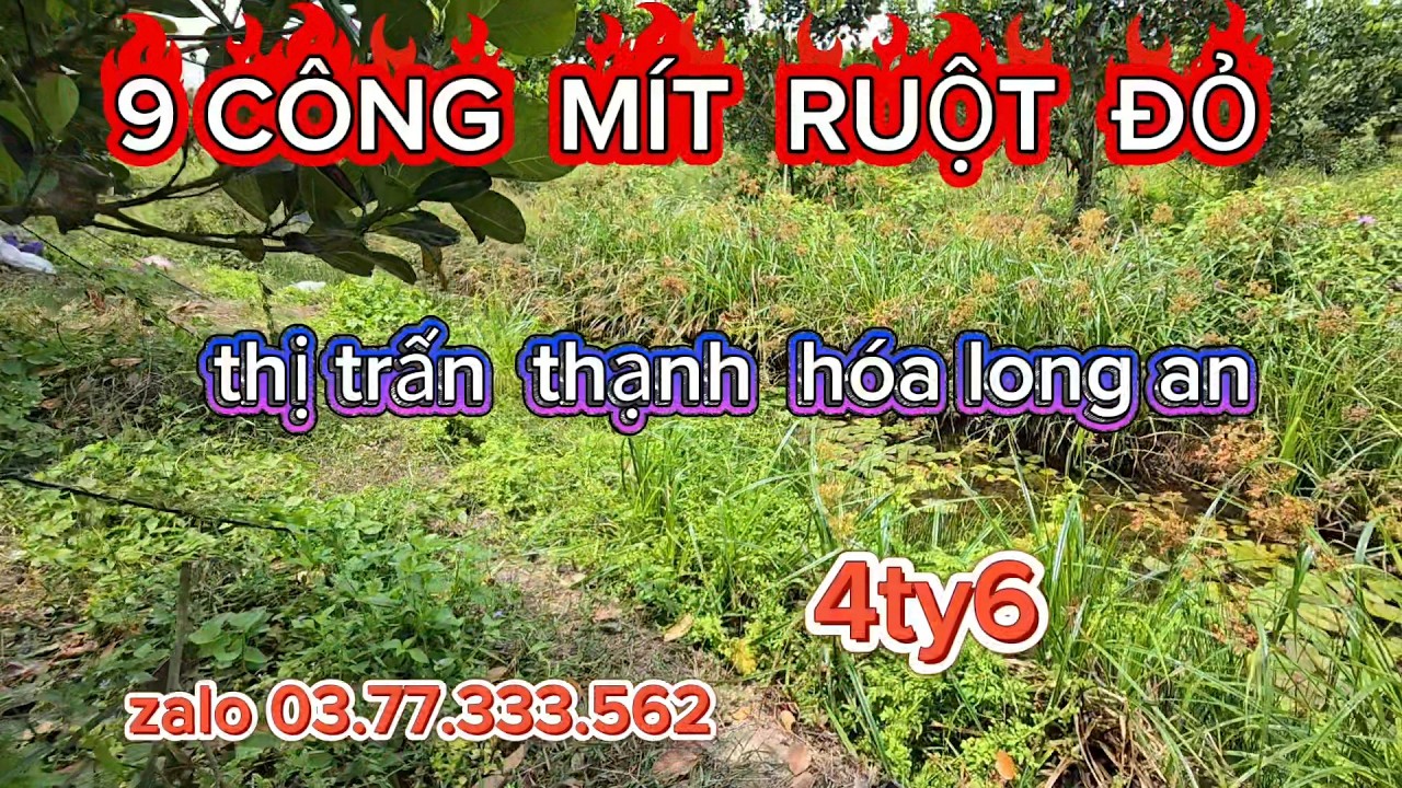 Bán  vườn mít  ruột  đỏ  tại thị trấn  thạnh  hóa long an  giá  4 tỷ 6