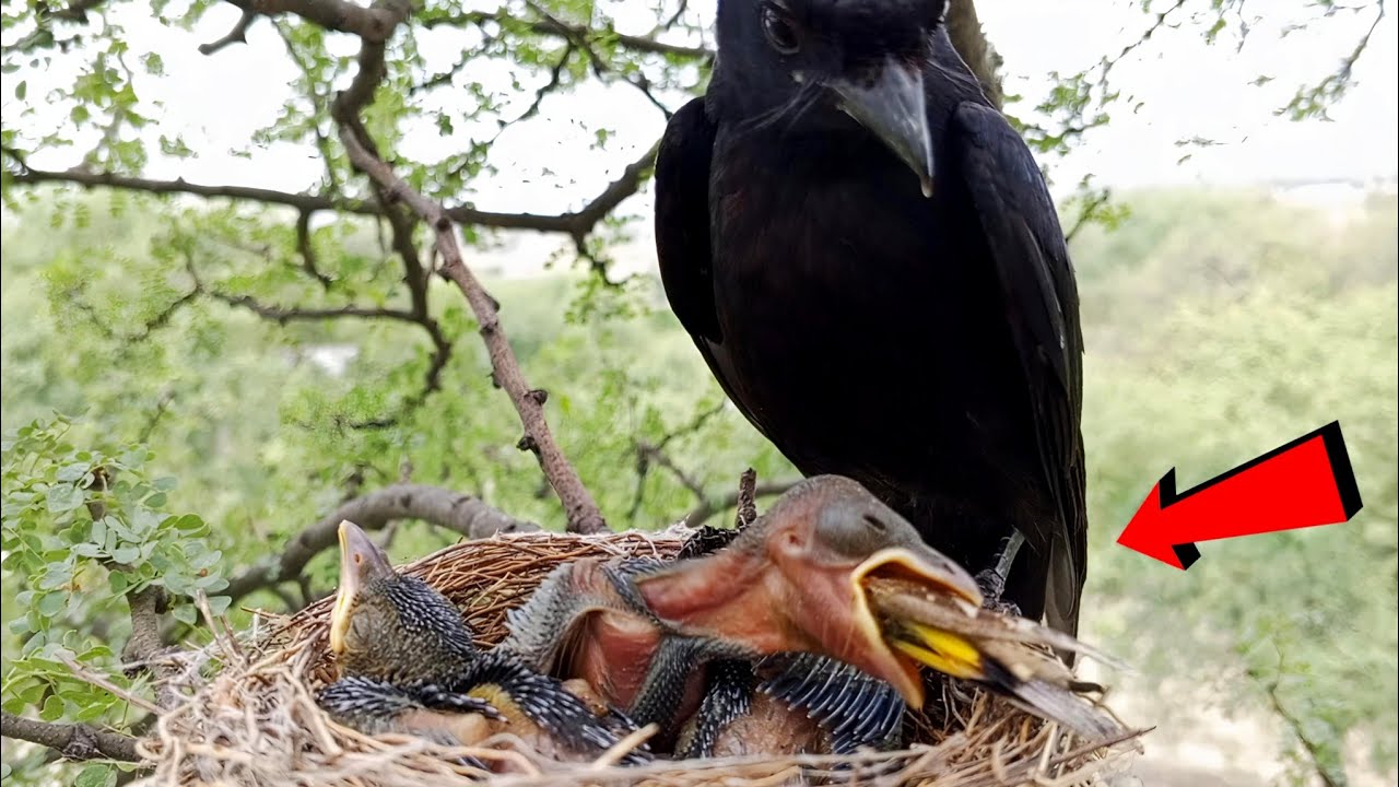 Black Bird Feeds Hungry Babies – Shocking Moment in Nest @onlybirds107