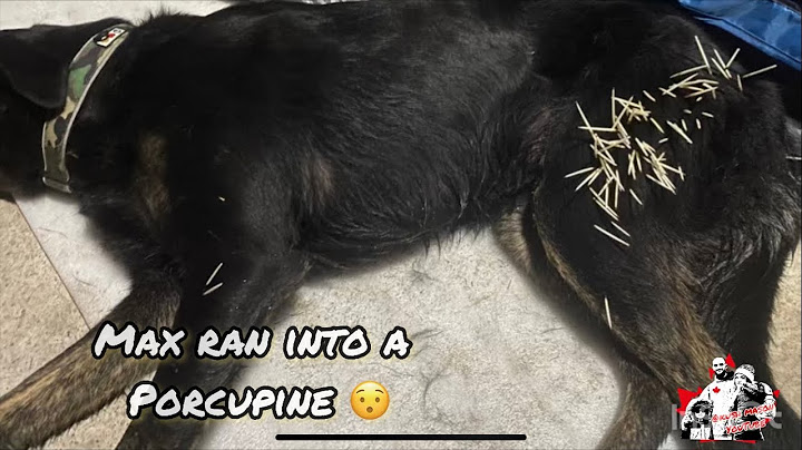 How to remove porcupine quills