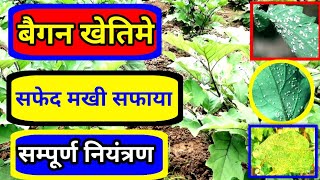 How to control white fly | सफ़ेद मक्खी की काली करतुते |Whitefly Control all Information | brinjal