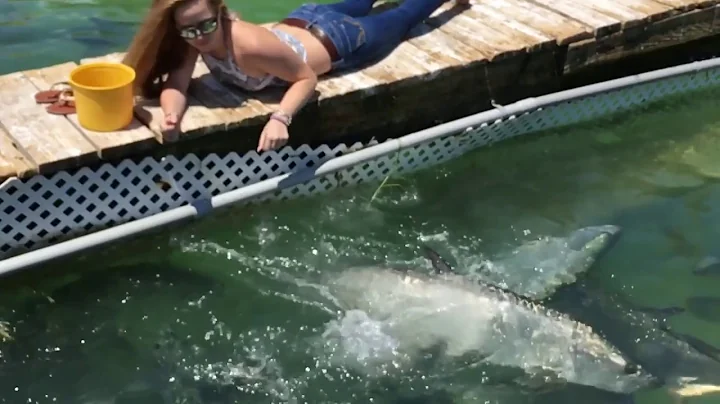 SLO MO girl feeds giant tarpon at robbies isla mor...