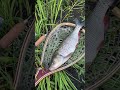 Голавль на Norstream Provokator #fishing #NorstreamProvokator