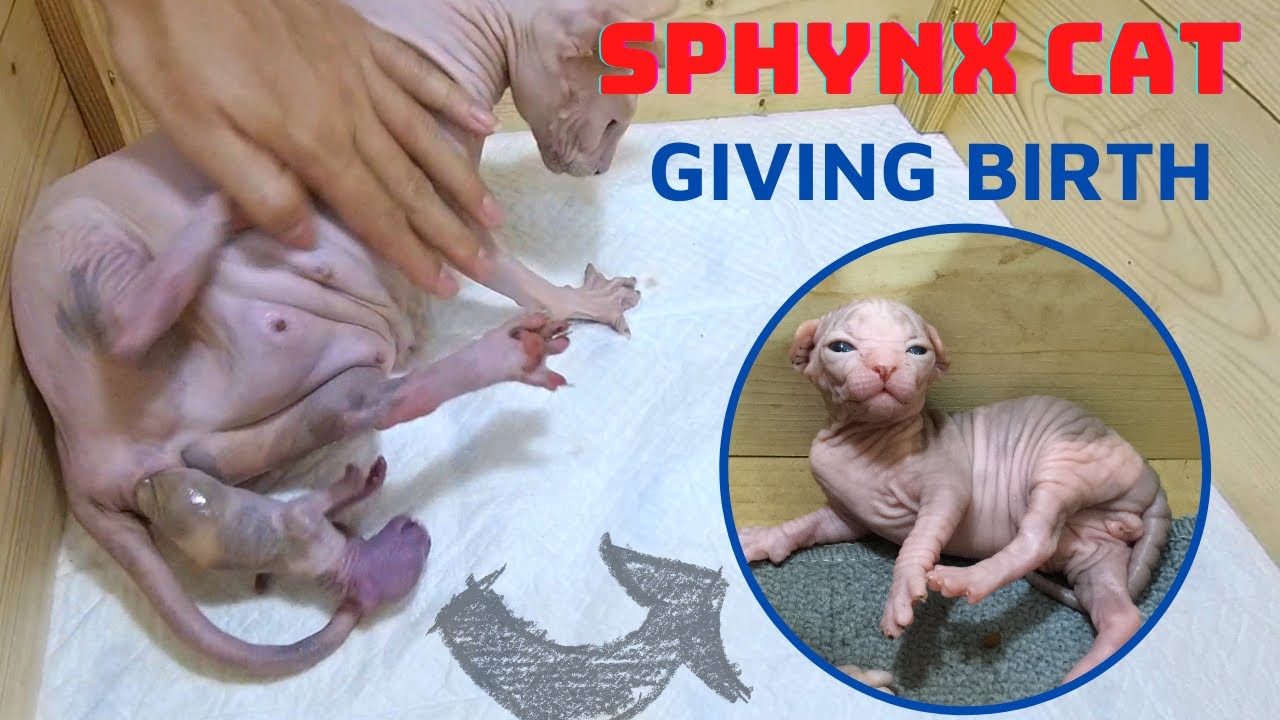 Cat Giving Birth : Sphynx Cat giving birth to three kitten - Part 1 ...