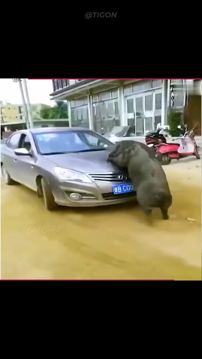 Why Wild Boar Is So Aggressive 🐗 #shorts