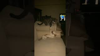 Mex Le Şirinin Kafa Ları Bağdaştı